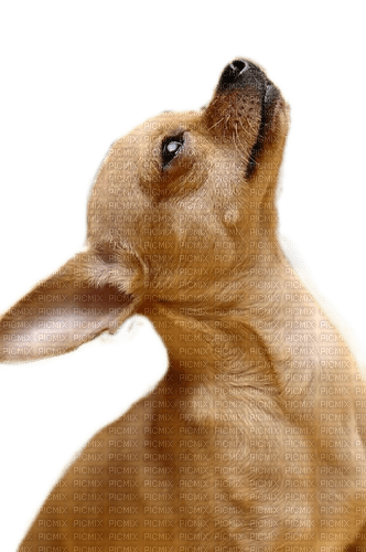 Chihuahua, Brustbild - PNG gratuit