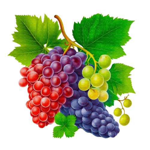 grapes Bb2 - darmowe png