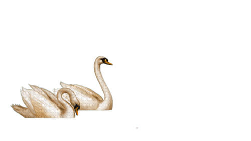 cisne swan cygne Rosalia73 - png ฟรี