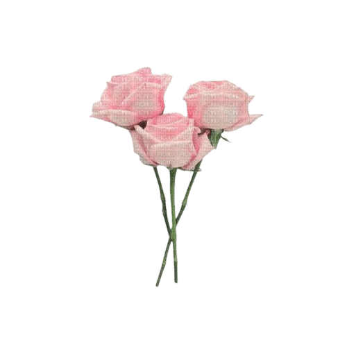 three pink roses - darmowe png