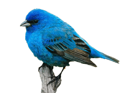 Kaz_Creations Birds Bird Blue - GIF animé gratuit