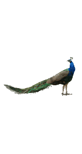 Птица - Zdarma animovaný GIF