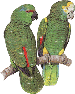 perroquet parrot  gif - GIF animasi gratis