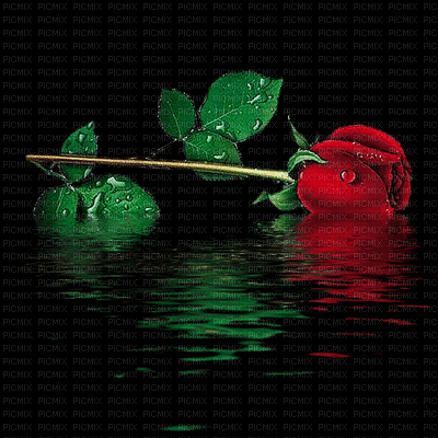 NIGHT RED ROSE - Darmowy animowany GIF