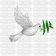 dove2 - Free animated GIF