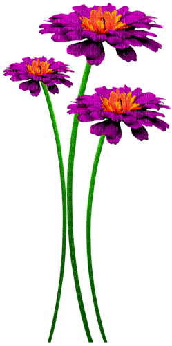 Flowers.Purple.Orange - PNG gratuit