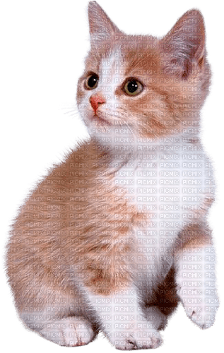 Katze, chat, cat - ücretsiz png