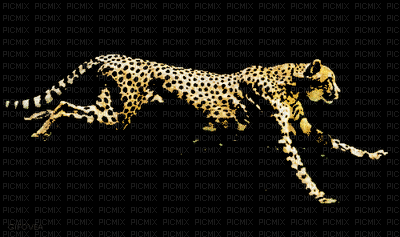 cheetah bp - GIF animé gratuit