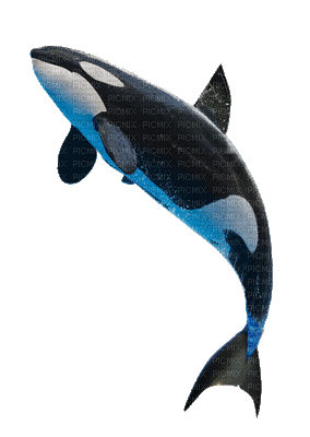 orca - Gratis animeret GIF