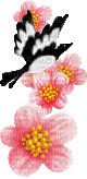 fleurs deco bird - Besplatni animirani GIF