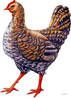 Kaz_Creations Chicken - δωρεάν png