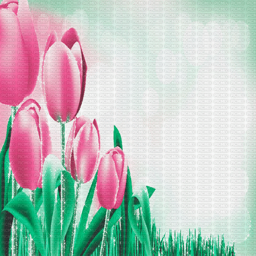 green pink tulpen milla1959 - Ilmainen animoitu GIF