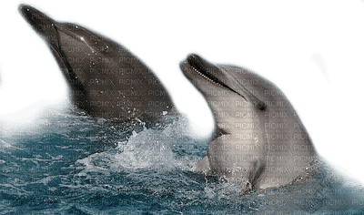 delfines - besplatni png