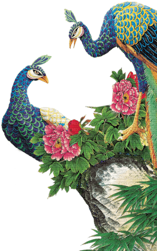 peacocks - kostenlos png