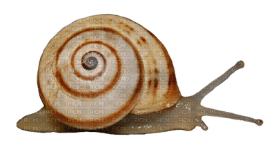 Kaz_Creations Snail - kostenlos png