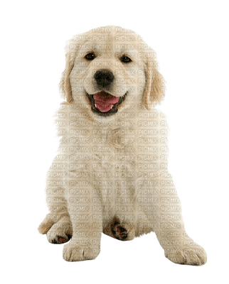 Kaz_Creations  Dog Pup - ilmainen png