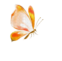 butterfly - Nitsa P - Nemokamas animacinis gif