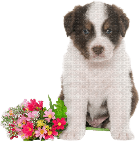 valentine dog by nataliplus - ücretsiz png