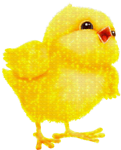 Easter Chick by nataliplus - Kostenlose animierte GIFs