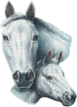 cheval blanc ** - Free animated GIF