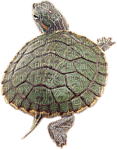 Kaz_Creations Turtle Tortoise - png ฟรี