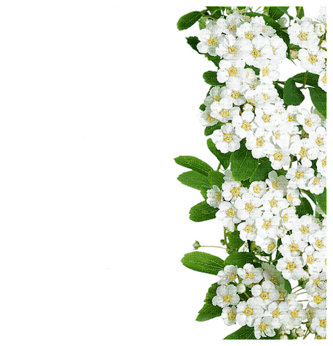 Flower Border - фрее пнг
