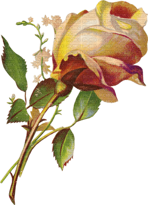 All My Roses - zadarmo png