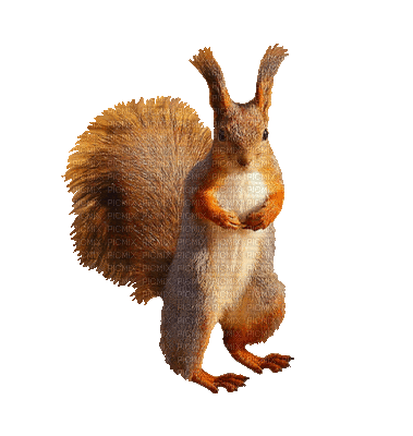 squirrel katrin - Bezmaksas animēts GIF