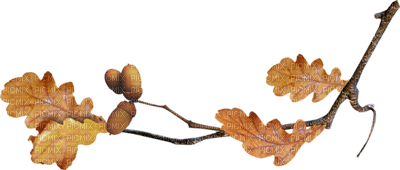 Kaz_Creations Deco  Colours Autumn Leaves Leafs - 無料png