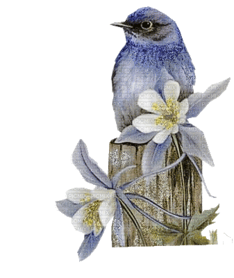 oiseau bleu - Gratis geanimeerde GIF