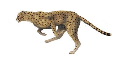 cheetah bp - GIF animado gratis