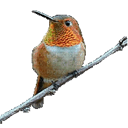 Hummingbird bp - Gratis geanimeerde GIF
