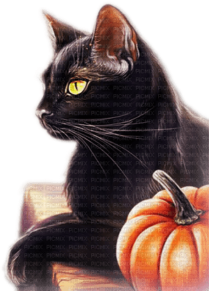 soave cat autumn pumpkin halloween deco animals - бесплатно png