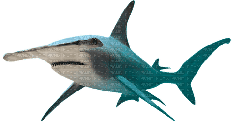 hammerhead shark - Free PNG