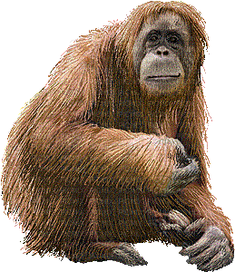 monkey bp - Bezmaksas animēts GIF