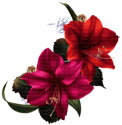 fleurs - PNG gratuit