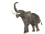 elephant - GIF animé gratuit