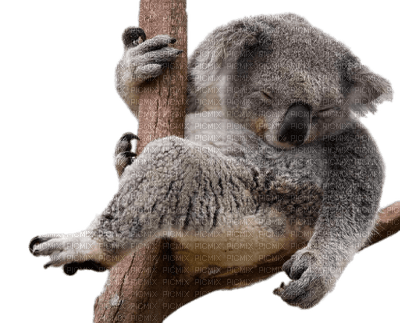Australia animals koala bp - png gratuito