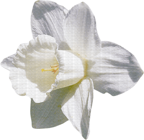 Narcissus  Bb2 - besplatni png