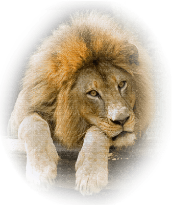 Lion ** - PNG gratuit