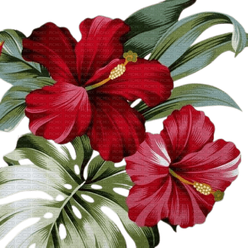 flowers blumen tropical - PNG gratuit