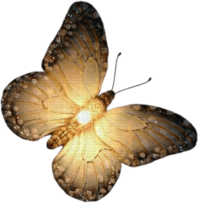 papillon - kostenlos png