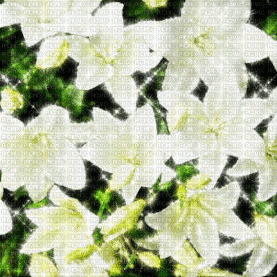 Lillies Background - Бесплатни анимирани ГИФ