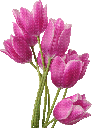 Tulpen - GIF animé gratuit