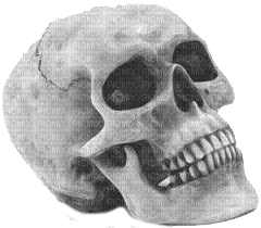 skeleton katrin - kostenlos png