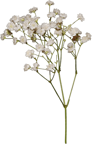 'blommor-vita----flowers-white - png gratis