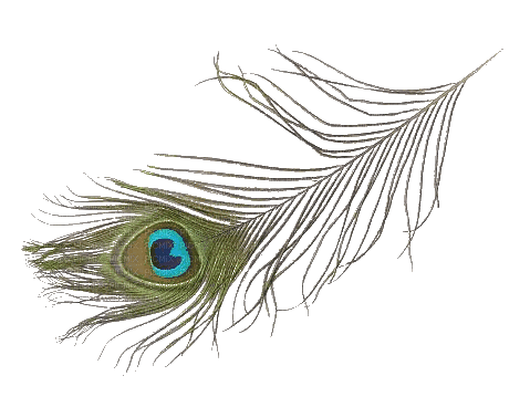 Peacock feather - 無料のアニメーション GIF