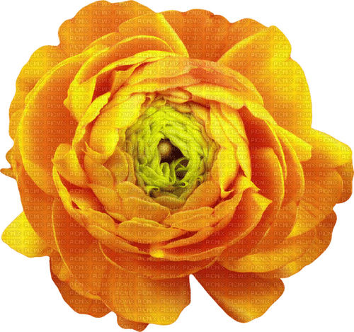 Fleur.Flower.Orange.Yellow.Victoriabea - PNG gratuit