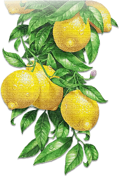 soave deco summer fruit lemon branch yellow green - png gratis