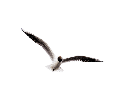seagull - zdarma png